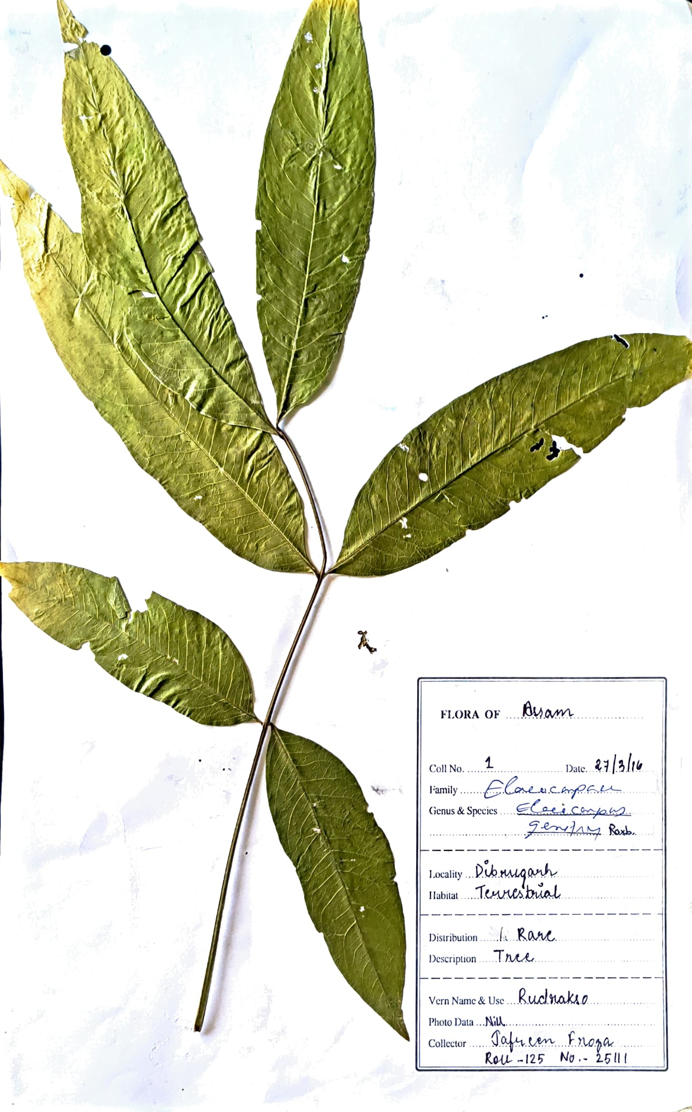 Rudraksha (San.) (Herbarium)